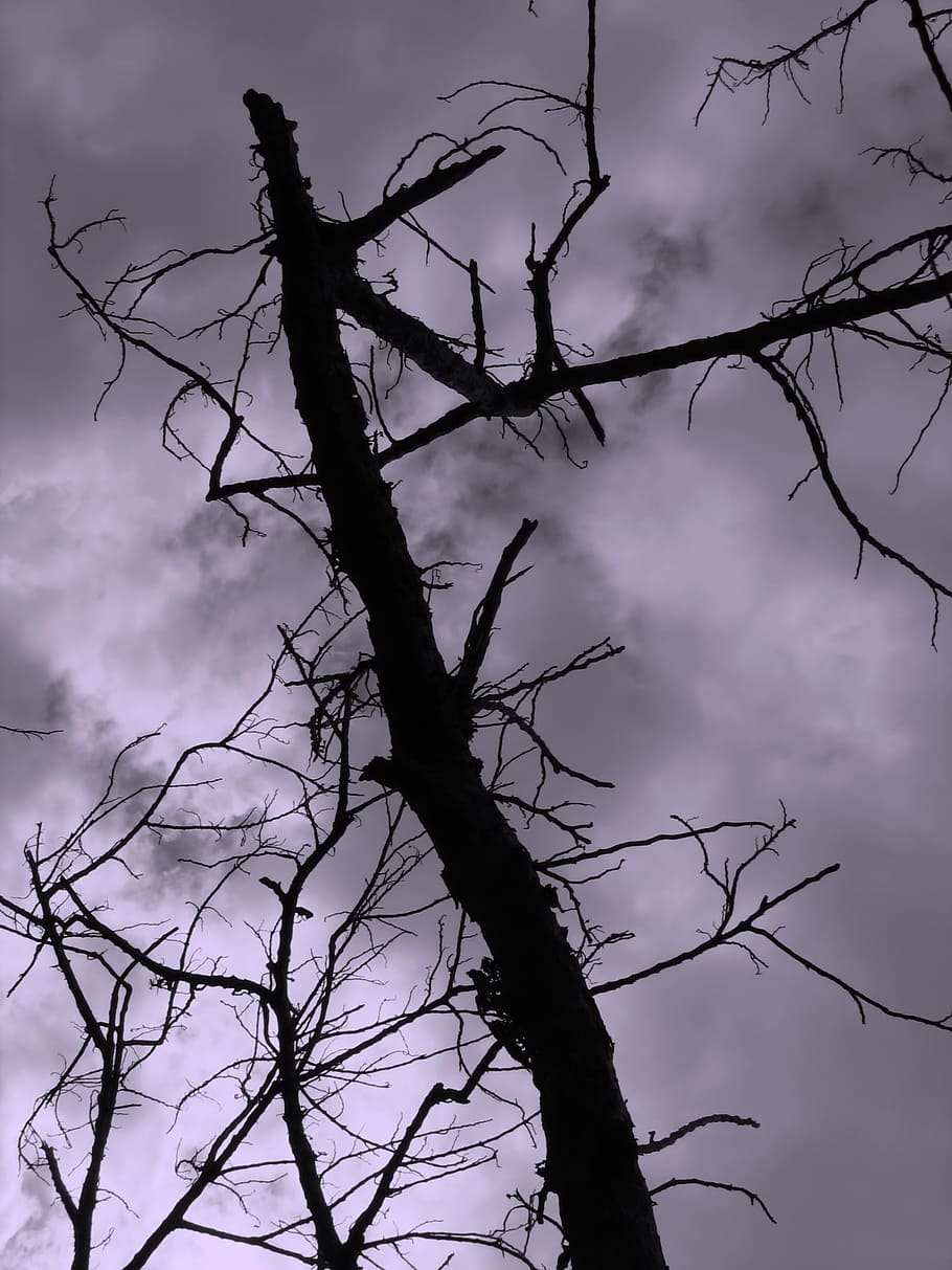 -, trist, fosc, cel, fons, arbre, mort, sense vida, sec, trencat, branca, tronc, nua, núvols, ominós, tristesa, fatalitat, fantasmal, por, aterridor, esquema, ombra, silueta, negre, gris, fràgil, arbre nu, planta, núvol - cel, naturalesa, vista d’angle baix, cap gent, tranquil·litat, bellesa a la natura, a l'aire lliure, dia, escenics - natura, tronc de l'arbre, escena tranquil·la, vespre, planta morta, 1080P