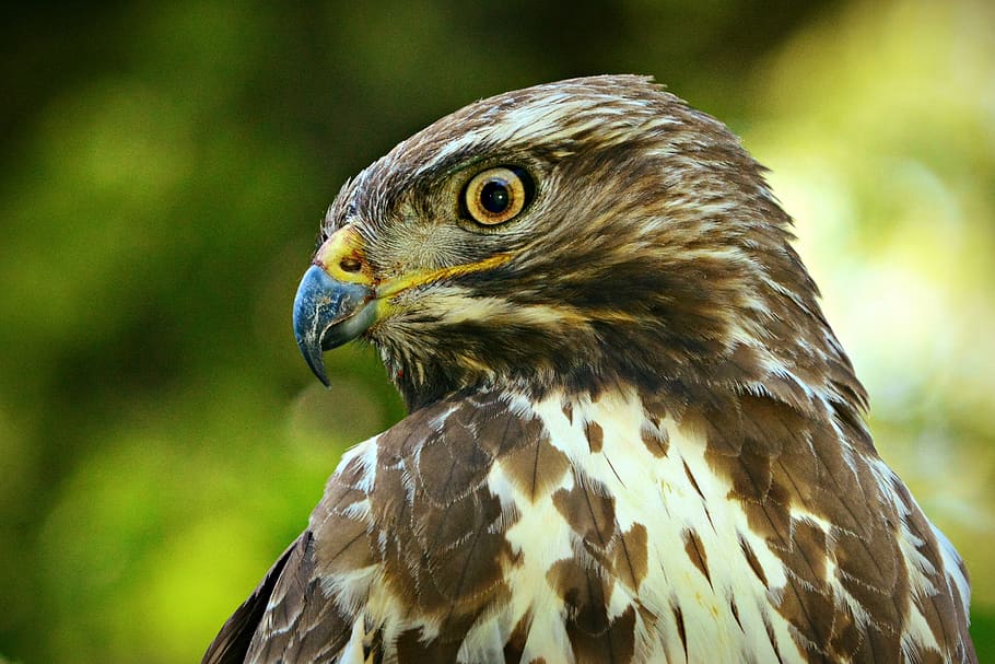 avió comuna, ocell, depredador, cap, bec, ull, ploma, plomatge, caçador, rapinyaire, fauna animal, animal, temes d'animals, animals a la natura, vertebrats, un animal, centrar-se en primer pla, primer pla, falcó - ocell, dia, mirant cap a fora, mirant, cap gent, naturalesa, part del cos dels animals, àguila, marró, a l'aire lliure, cap d’animals, vista del perfil, ull d’animals, ulls grocs, 2K