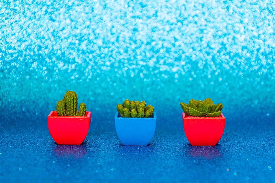 tres cactus verds, fons, blau, brillant, cactus, primer pla, colors, a l'interior, poc, plantes, olles, vermell, suculentes, multicolor, tir de l'estudi, cap gent, fons de colors, color verd, planta, color vibrant, grup d'objectes, naturalesa, menjar i beguda, menjar, creativitat, vegetals, frescor, natura morta, art i artesania, fons blau, 5K