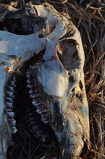 crani, esquelet, os, cérvol, mort, dents, animal, primer pla, camp, cap gent, ossos d’animals, terra, esquelet animal, part del cos dels animals, part del cos, dia, naturalesa, crani d’animals, centrar-se en primer pla, espatllat, el passat, història, 2K, CC0, domini públic, lliure de regalies