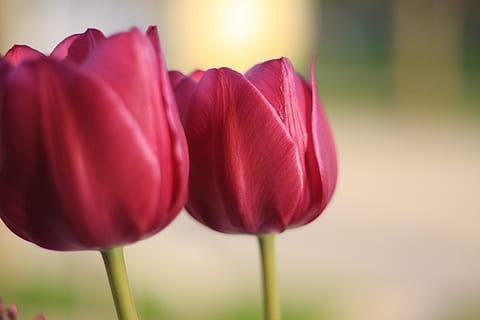 tulipan, forår, blomst, skønhed i naturen, plante, sårbarhed, skrøbelighed, tæt på, blomstrende plante, friskhed, kronblad, fokus på forgrunden, blomsterstand, natur, vækst, plantestamme, blomsterhoved, rød, ingen mennesker, dag, udendørs, maroon, blødhed, 4K, CC0, offentligt domæne, royaltyfrie