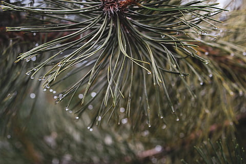 plante, arbre, pin, conifère, sapin, abies, oiseau, animal, mélèze, épicéa, gouttelette, si, aneth, assaisonnement, aliments, biscuit, la laine, clou, gingembre, fermer, eau, la nature, croissance, personne, mise au point sélective, humide, journée, se concentrer sur le premier plan, laissez tomber, branche, beauté dans la nature, en plein air, aiguille - partie de la plante, rosée, goutte de pluie, 5K, CC0, domaine public, libre de droits