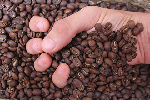 kava, gerti, kofeinas, kavinė, šviežias, gėrimai, kapučino, aromatas, skrudinta kava, kavos pupelė, skrudinti grūdai, maisto, skonis, stimuliuoja, pusryčiai, ranka, pirštai, žmogaus ranka, žmogaus kūno dalis, Maistas ir gėrimai, rankos pakabintos, Iš arti, tiesiogiai virš, ruda, vienas asmuo, skrudintos kavos pupelės, kūno dalis, delnas, aukšto kampo vaizdas, ūkyje, šviežumas, gausa, kavos gėrimas, didelė objektų grupė, pirštu, priežiūra, 5K, CC0, Viešasis domenas, nemokamai