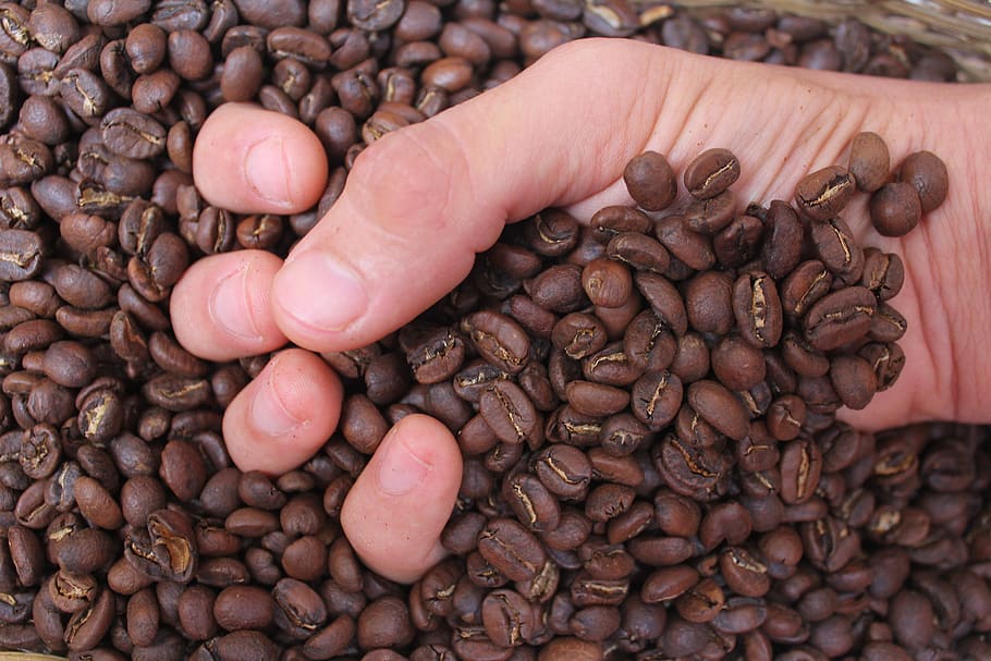 kaffe, drikke, koffein, cafe, frisk, drikkevarer, cappuccino, aroma, ristet kaffe, kaffebønne, ristet korn, mad, smag, stimulerende, morgenmad, hånd, fingre, menneskelig hånd, menneskelig kropsdel, mad og drikke, hænder cupped, tæt på, direkte over, Brun, en person, ristet kaffebønne, kropsdel, håndflade, høj vinkel visning, bedrift, friskhed, overflod, kaffe - drikke, stor gruppe af objekter, finger, omsorg, 5K
