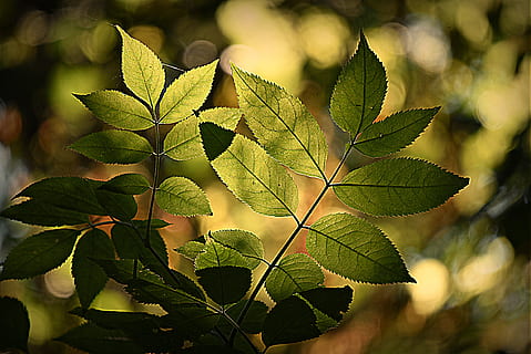 daun, dedaunan, hutan, pola, pembuluh darah, ranting, batang, bentuk, penuh warna, musim panas, wayang kulit, bagian tanaman, menanam, warna hijau, alam, pertumbuhan, merapatkan, hari, di luar rumah, pohon, keindahan di alam, tidak ada orang, sinar matahari, fokus pada latar depan, makanan, fokus selektif, vena daun, cabang, kesegaran, makanan dan minuman, Daun-daun, 4K, CC0, domain publik, bebas royalti