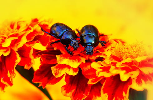 two black beetles, animal, invertebrate, insect, dung beetle, bee, flower, flora, blossom, ornament, plant, flower bouquet, flower arrangement, geranium, fly, asilidae, andrena, hornet, wasp, flowering plant, animal wildlife, animals in the wild, close-up, animal themes, flower head, one animal, beauty in nature, petal, vulnerability, fragility, freshness, inflorescence, yellow, nature, no people, pollination, outdoors, pollen, 2K, CC0, public domain, royalty free