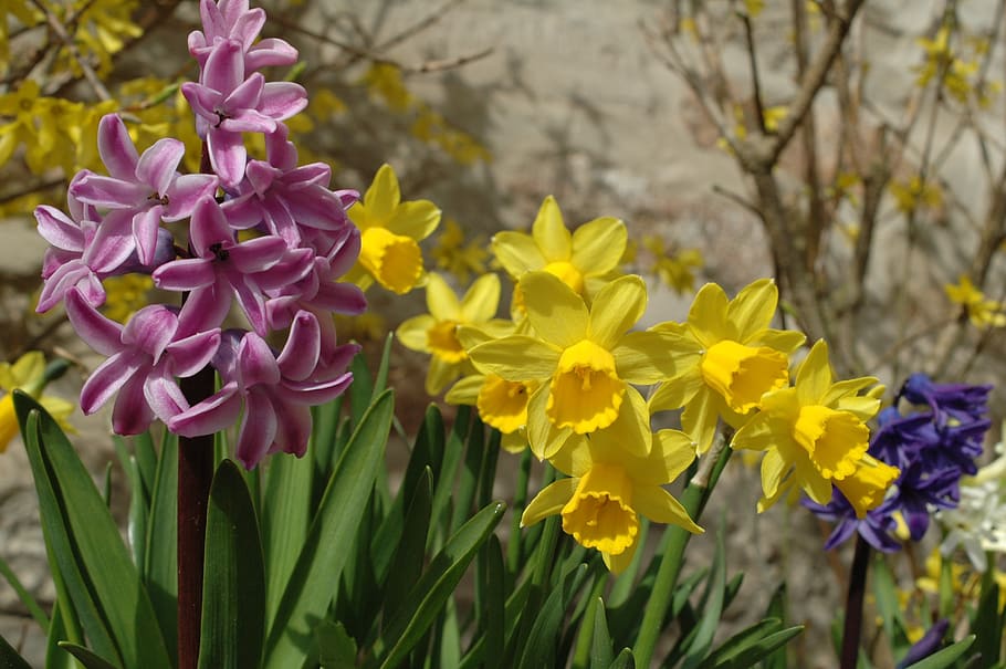 narcís, primavera, narcisos, flor, precursor de la primavera, naturalesa, floral, llit de flors, jardí, groc, porpra, blau, planta amb flors, planta, vulnerabilitat, fragilitat, bellesa a la natura, pètal, frescor, creixement, primer pla, cap de flor, inflorescència, centrar-se en primer pla, cap gent, dia, a l'aire lliure, arranjament floral, 2K