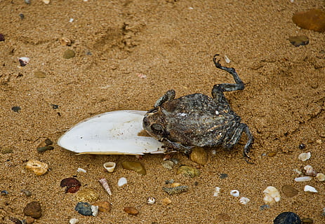broască, plajă, nisip, sepie, natură, animal, animale tematice, animale sălbatice, teren, animale în sălbăticie, un animal, vedere în unghi mare, zi, nici o persoana, crab, animale vertebrate, broasca testoasa, în aer liber, coajă, a închide, apă, marin, 4K, CC0, domeniu public, fără drepturi de autor