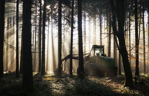 Wald, Hintergrundbeleuchtung, Mähdrescher, Waldbearbeitungsmaschine, Forstwirtschaft, Baum, Land, Pflanze, Kofferraum, Baumstamm, Natur, keine Leute, Ruhe, Nicht-städtische Szene, ruhige Szene, Tag, Wachstum, draußen, Schönheit in der Natur, Landfahrzeug, Nebel, Sonnenlicht, Landschaft, 4K, CC0, gemeinfrei, lizenzfrei