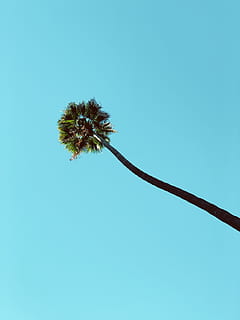 yeşil palmiye ağacı, bitki, ağaç, Palmiye, Arecaceae, çiçek, yaz, tropikal, Palmiye ağaçları, la, sardunya, araç, uçak, dev uçak, taşımacılık, abies, köknar, siluet, filiz, gökyüzü, mavi, doğada güzellik, açık hava, insansız, doğa, düşük açılı görünüş, kopya alanı, büyüme, kırılganlık, tazelik, çiçekli bitki, Güvenlik açığı, gün, açık havada, bitki sapı, karahindiba, huzur, çiçek kafa, karahindiba tohumu, 4K, CC0, kamu malı, telif ücretsiz