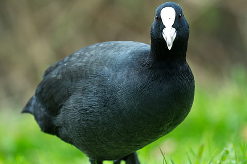 oben, schließen, Kopf, Gesicht, Niederlande, Den Haag, Park, wild, Tier, Natur, Weiß, schwarz, Erdmännchen, atra, Fulica, Fulicaatra, Wasservogel, Vogel, Ente, Blässhuhn, Wirbeltier, Tierwelt, Tierthemen, Tiere in freier Wildbahn, ein Tier, schwarze Farbe, Fokus auf den Vordergrund, Tag, Nahansicht, keine Leute, Gras, Pflanze, Schnabel, draußen, hocken, Land, 4K, CC0, gemeinfrei, lizenzfrei