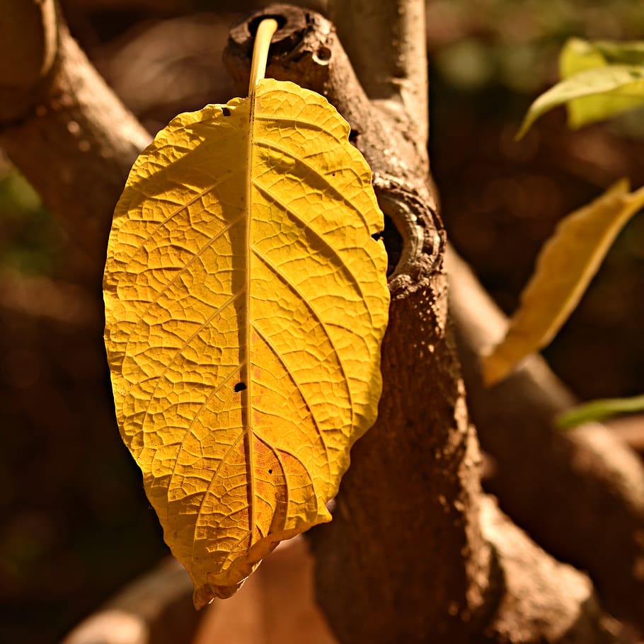 fulla groga, planta, vena, patró, trompeta d'àngels, brugmansia, morta, llum solar, part de la planta, full, centrar-se en primer pla, naturalesa, primer pla, tardor, canvi, dia, cap gent, arbre, creixement, a l'aire lliure, vena de la fulla, tronc de l'arbre, bellesa a la natura, tronc, groc, sec, fulles, condició natural, 2K
