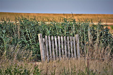 poort, doel, invoer, oud, hout, toegang, geïsoleerd, natuurgebied, Holland, termijn hieronder, natuur, wild, fabriek, mooi, landelijk, landschap, weide, veld-, land-, geen mensen, groei, gras, dag, landelijke scène, landbouw, barrière, kalmte, hout - materiaal, hek, buitenshuis, bescherming, hemel, veiligheid, grens, 2K, CC0, publiek domein, royaltyvrij