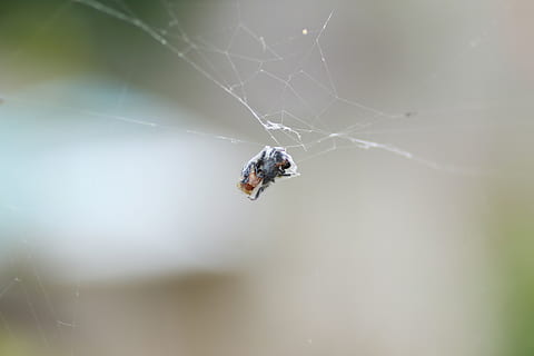 spindlar, webb, insekt, makro, skalbagge, djurteman, djur-, ett djur, ryggradslös, djurliv, djur i det vilda, spindelnät, närbild, arachnid, Spindel, artropod, dag, bräcklighet, selektiv fokusering, inget folk, fokusera på förgrunden, natur, sårbarhet, utomhus, 4K, CC0, offentligt domän, royaltyfria