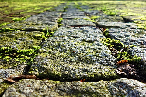 kasseistrook, lappen, steen, pad, voetpad, geplaveid, mos, mos gegroeide kasseien, getextureerde, selectieve aandacht, solide, detailopname, rots, geen mensen, rock - object, natuur, dag, fabriek, groene kleur, groei, ruw, buitenshuis, focus op de voorgrond, patroon, zonlicht, steen - object, volledig kader, oppervlakteniveau, korstmos, 4K, CC0, publiek domein, royaltyvrij