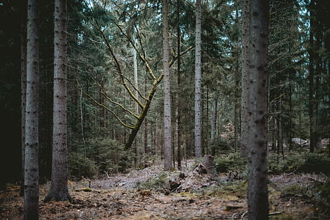 arbres de fulles verdes, arbre, planta, tronc de l'arbre, sòl, vegetació, a l'aire lliure, bosc, terra, naturalesa, avet, abies, arbreda, Camí, ruta, bedoll, paintball, sequoia, desert, mamífer, tronc, tranquil·litat, creixement, bellesa a la natura, escena tranquil·la, cap gent, escenics - natura, escena no urbana, dia, medi ambient, paisatge, remot, 5K, CC0, domini públic, lliure de regalies