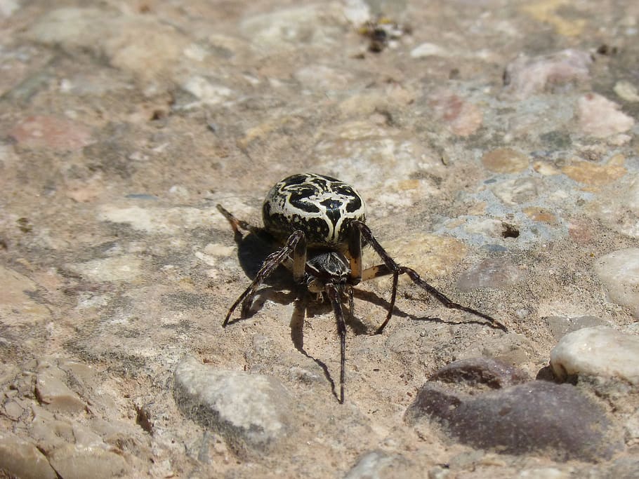 aranya, aràcnids, patró, aracnofobia, rock, amenaça, fauna animal, animals a la natura, un animal, temes d'animals, animal, invertebrat, insecte, primer pla, dia, cap gent, naturalesa, artròpode, a l'aire lliure, zoologia, vista d’angle alt, enfocament selectiu, sòlid, marí, 2K