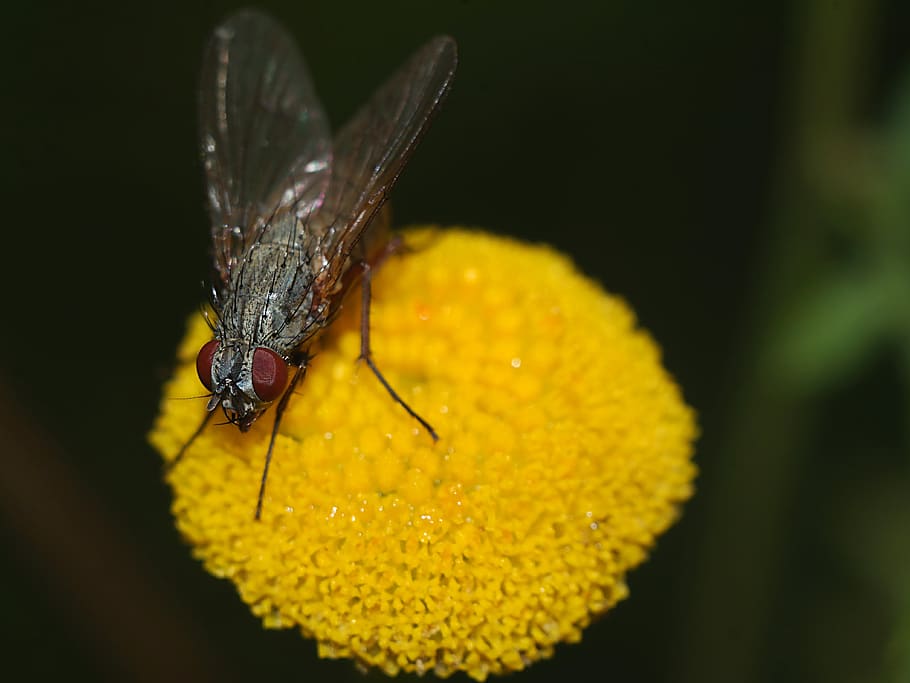mucha, insecte, macro, naturalesa, invertebrat, un animal, groc, animal, fauna animal, temes d'animals, animals a la natura, flor, primer pla, planta amb flors, planta, fragilitat, bellesa a la natura, ala dels animals, vulnerabilitat, pètal, cap de flor, frescor, creixement, cap gent, a l'aire lliure, polinització, pol·len, papallona - insecte, 4K