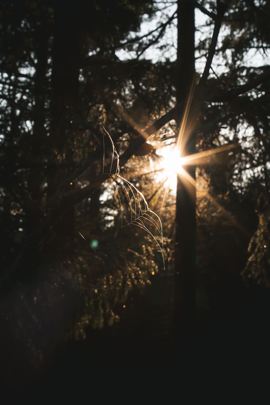Bäume tagsüber, Licht, Fackel, Schweden, värmdö, björnö naturreservat, Sonnenlicht, Baum, Pflanze, Natur, Sonne, keine Leute, Linseneffekt, Sonnenstrahl, Wald, Nahansicht, Himmel, Land, Ruhe, draußen, Tag, selektiver Fokus, Sonnenuntergang, Schönheit in der Natur, Wachstum, Ast, 5K