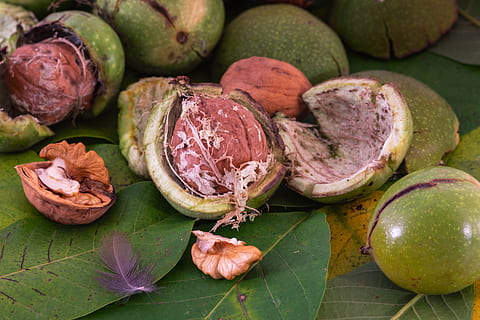 noguera, nou, shell, fulles, deliciós, saludable, nutrició, obert, macro, menjar, trencat, bio, fruites, madur, vitamines, petxines, menjar i beguda, frescor, alimentació saludable, benestar, full, part de la planta, primer pla, color verd, natura morta, cap gent, a l'interior, fruita, vegetals, aliments crus, fruita tropical, dia, taula, vista d’angle alt, orgànic, porpra, 5K, CC0, domini públic, lliure de regalies
