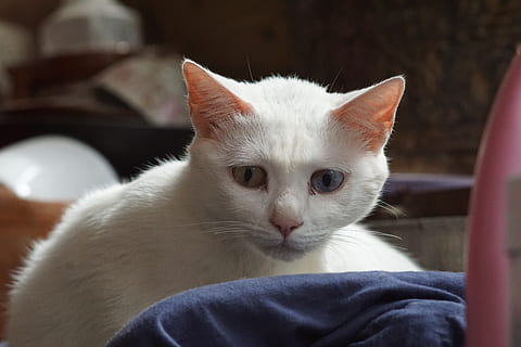 nadenkend, wit, kat, knorrig, huiselijk, huisdieren, zoogdier, huiskat, één dier, katachtig, gewerveld, detailopname, binnenshuis, ontspanning, snorhaar, portret, kijkend naar de camera, mensen, witte kleur, zittend, jeans, dierlijk oog, 5K, CC0, publiek domein, royaltyvrij
