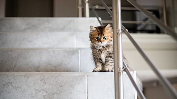 , Haustiere, inländisch, Säugetier, ein Tier, Katze, Hauskatze, katzenartig, Kamera betrachten, keine Leute, Porträt, Kätzchen, Wirbeltier, Sitzung, Jungtier, süß, drinnen, Whisker, klein, Maine Coon Katze, 5K, CC0, gemeinfrei, lizenzfrei