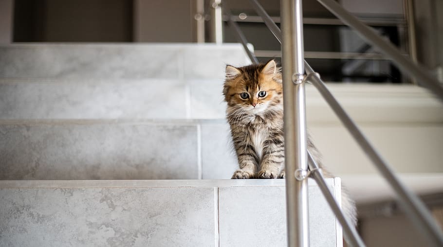 Haustiere, inländisch, Säugetier, ein Tier, Katze, Hauskatze, katzenartig, Kamera betrachten, keine Leute, Porträt, Kätzchen, Wirbeltier, Sitzung, Jungtier, süß, drinnen, Whisker, klein, Maine Coon Katze, 5K