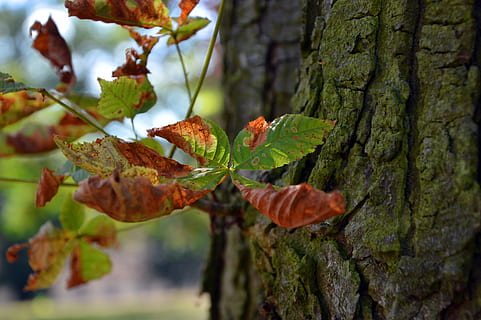albero, ceppo, abbaiare, foglia, secco, autunno, colore di caduta, passaggio, finitezza, natura, pianta, parte vegetale, concentrarsi sulle conoscenze acquisite, crescita, tronco d'albero, tronco, giorno, avvicinamento, nessuno, all'aperto, ramo, colore verde, bellezza nella natura, frutta, messa a fuoco selettiva, cibo, modificare, le foglie, 5K, CC0, dominio pubblico, privo di copyright