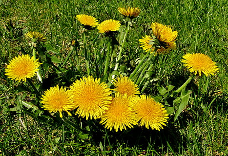 Primavera, dente de leão, fechar-se, macro, plantar, flor, Prado, flores silvestres, amarelo, flores, bühen, prado dandelion, planta com flores, frescura, crescimento, fragilidade, beleza na natureza, vulnerabilidade, pétala, campo, cabeça de flor, natureza, terra, cor verde, inflorescência, ninguém, grama, dia, ao ar livre, pólen, 4K, CC0, domínio público, royalty free