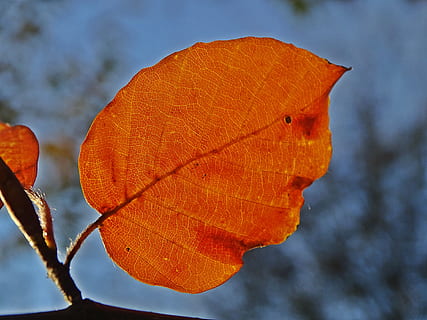 fall, leaf, beech, colorful, orange, light, nature, orange color, plant, plant part, close-up, focus on foreground, beauty in nature, autumn, change, growth, day, no people, vulnerability, tree, outdoors, fragility, tranquility, sky, red, natural condition, flower, 4K, CC0, public domain, royalty free
