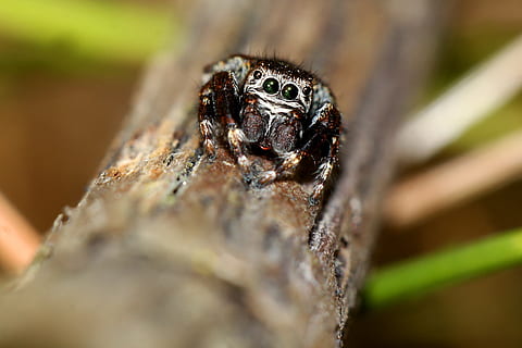păianjen, insectă, macro, gândac, arahnide, ramură, animale tematice, animale în sălbăticie, animale sălbatice, animal, nevertebrat, a închide, selectiv, un animal, natură, lemn - material, nici o persoana, copac, zi, artropod, în aer liber, plantă, 2K, CC0, domeniu public, fără drepturi de autor