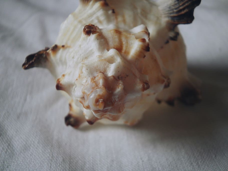 mořští tvorové, námořní, shell, detail, nikdo, uvnitř, selektivní zaměření, jídlo, stálý život, svěžest, jídlo a pití, květ, rostlina, kvetoucí rostlina, Příroda, blahobyt, krása v přírodě, růst, textil, jeden objekt, zeleniny, makro, zranitelnost, 4K