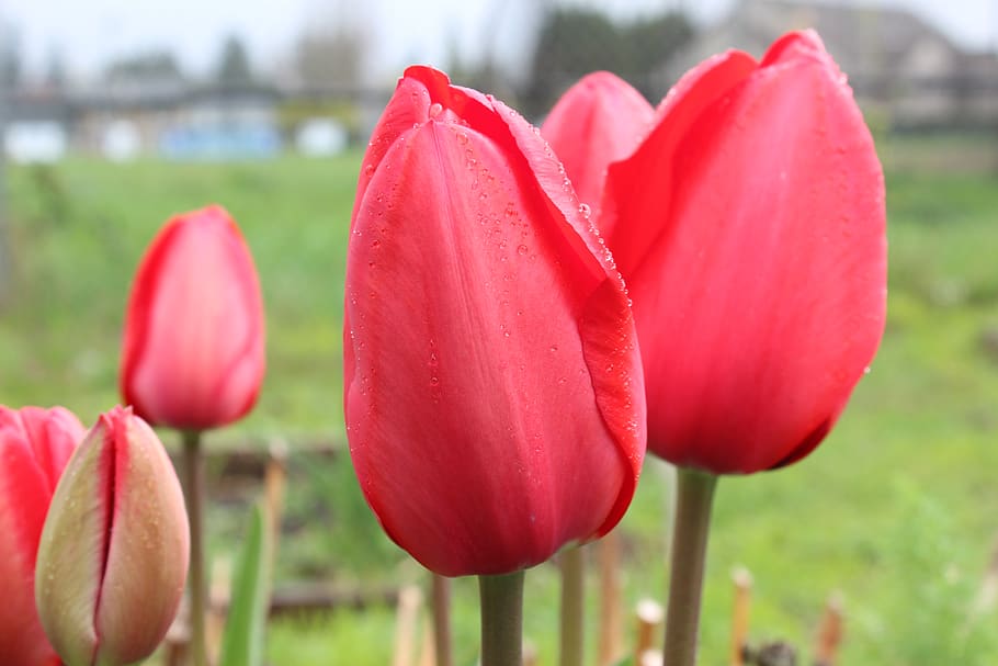 tulipes vermells, planta, flor, tulipa, rosa, primavera, pètal, rosella, gerani, brot, brollar, iris, safrà, ocell, anthus, animal, dalia, ramat, lupin, lliri, planta amb flors, frescor, vulnerabilitat, bellesa a la natura, fragilitat, primer pla, creixement, inflorescència, vermell, cap de flor, centrar-se en primer pla, naturalesa, color rosa, dia, cap gent, tija de la planta, a l'aire lliure, 5K