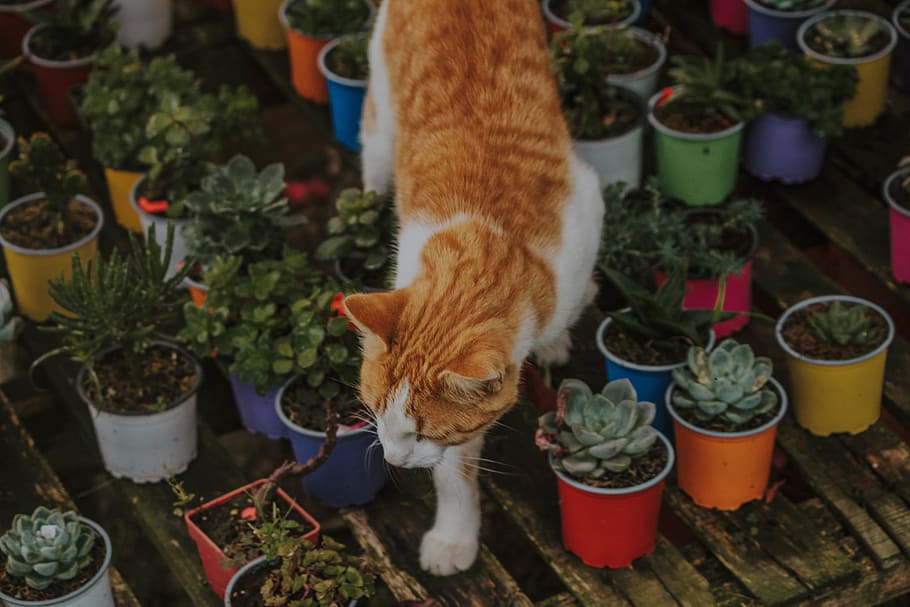 turuncu tekir kedi, ev kedisi, kedi, memeli, Evcil Hayvanlar, yerli, hayvan temaları, hayvan, saksı bitkisi, bir hayvan, omurgalı, bitki, doğa, insansız, gün, yüksek açılı görünüş, açık havada, büyüme, ön veya arka bahçesinde, kedi bıyığı, saksı, zencefil kedi, 5K