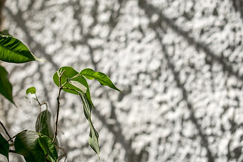 Grecia, foglia, macro, albero, natura, giardino, minimo, fiore, parte vegetale, pianta, crescita, colore verde, concentrarsi sulle conoscenze acquisite, bellezza nella natura, giorno, avvicinamento, nessuno, all'aperto, freschezza, fragilità, caratteristica della parete, messa a fuoco selettiva, botanica, vulnerabilità, ramo, 5K, CC0, dominio pubblico, privo di copyright