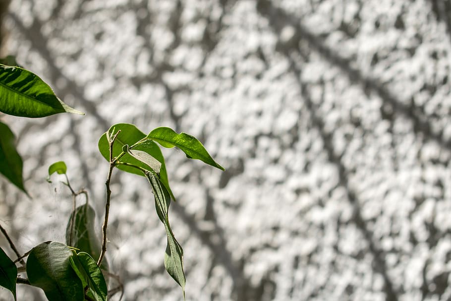 Grecia, foglia, macro, albero, natura, giardino, minimo, fiore, parte vegetale, pianta, crescita, colore verde, concentrarsi sulle conoscenze acquisite, bellezza nella natura, giorno, avvicinamento, nessuno, all'aperto, freschezza, fragilità, caratteristica della parete, messa a fuoco selettiva, botanica, vulnerabilità, ramo, 5K