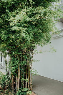 árbol de bambú, bambú, planta, flora, conífera, árbol, naturaleza, tierra, vegetación, selva, al aire libre, bosque, verde, acera, ciudad, calle, comida, eneldo, Condimento, helecho, crecimiento, agua, color verde, belleza en la naturaleza, nadie, tranquilidad, día, clima tropical, paisajes - naturaleza, lago, escena tranquila, palmera, arquitectura, hoja, 5K, CC0, dominio público, libre de derechos