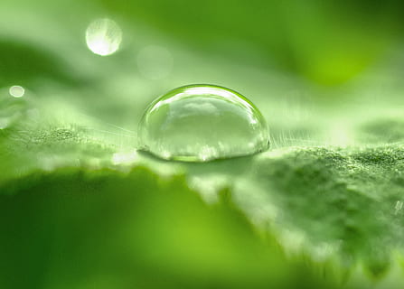la nature, eau, jardin, feuille, arrière-plan flou, bulles, clair, fermer, rosée, des gouttes de rosée, goutte d'eau, gouttelettes, gouttes, environnement, vert, h2o, liquide, macro, gouttes d'eau, humide, couleur verte, laissez tomber, mise au point sélective, super gros-plan, partie de la plante, personne, fraîcheur, bulle, arrière-plans, plante, beauté dans la nature, transparent, en plein air, pureté, 2K, CC0, domaine public, libre de droits
