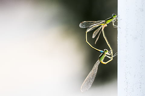 Damselflies kawin, bug, merapatkan, Damselfly, serangga, sedikit, makro, tema binatang, hewan, invertebrata, satu binatang, satwa liar hewan, binatang di alam liar, tidak ada orang, tembakan studio, menyalin ruang, alam, dalam ruangan, hari, Abu-abu, belalang sembah, fokus pada latar depan, warna hijau, ilmu hewan, fokus selektif, 5K, CC0, domain publik, bebas royalti