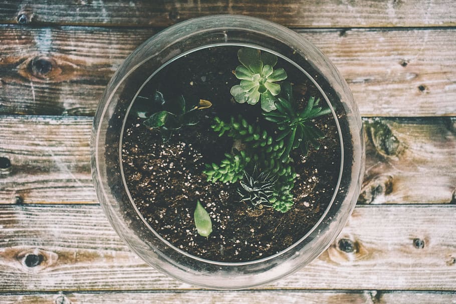 klar glasskål, botanisk, indretning, design, miljø, mad, glas, naturlig, natur, planter, gryde, jord, sukkulenter, ovenfra, træoverflade, træ - materiale, bord, plante, ingen mennesker, potteplante, direkte over, plante del, blad, høj vinkel visning, vækst, mad og drikke, indendørs, tæt på, urt, dag, beholder, 5K