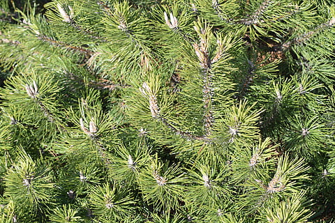 planta, arbre, conífera, pi, avet, abies, naturalesa, textura, verd, backround, fusta tova, làrix, vegetació, arbre de Nadal, ornament, picea, rock, molsa, fusta, agavaceae, creixement, color verd, marc complet, fons, cap gent, bellesa a la natura, full, dia, a l'aire lliure, part de la planta, tranquil·litat, arbre de coníferes, primer pla, vista d’angle alt, terra, frescor, pinàcies, picant, bosc de pi, 5K, CC0, domini públic, lliure de regalies