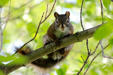 squirrel, tree, branch, curious, funny, animal wildlife, animal themes, animal, one animal, mammal, animals in the wild, plant, vertebrate, rodent, no people, nature, day, focus on foreground, portrait, low angle view, outdoors, looking away, whisker, herbivorous, 5K, CC0, public domain, royalty free