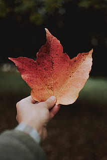persona, participación, hoja de arce, hoja seca, mano, arce, otoño, mano humana, hoja, parte de la planta, cambio, parte del cuerpo humano, una persona, de cerca, persona irreconocible, naturaleza, día, estilos de vida, gente real, seco, actividad de ocio, centrarse en primer plano, vena de la hoja, al aire libre, parte del cuerpo, dedo, colección de otoño, condición natural, hojas, 5K, CC0, dominio público, libre de derechos