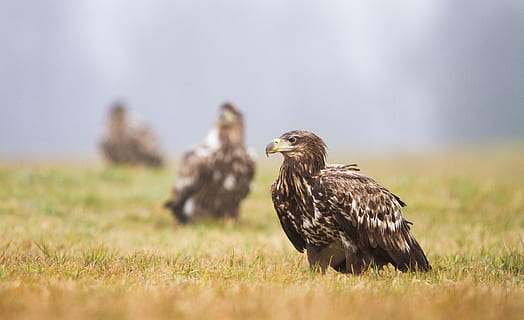 Marrone, uccello, erba, aquila, tre, strato, ripetizione, becco, piuma, piume, ala, giorno di pioggia, cacciatore, natura, raptor, campo, avifauna, animale, tre moschettiere, moschettiere, uccello rapace, carnivoro, animali allo stato selvatico, caccia agli animali, all'aperto, falco - uccello, aquila - uccello, falconeria, poiana, la libertà, nessuno, analizzare, cercare, guardare, 4K, CC0, dominio pubblico, privo di copyright