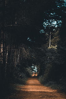 foresta, strada sterrata, strada, alberi, albero, pianta, direzione, la strada davanti, terra, crescita, la tranquillità, natura, sentiero, scena tranquilla, nessuno, bellezza nella natura, scena non urbana, mezzi di trasporto, bosco, sporco, prospettiva decrescente, all'aperto, treelined, 2K, CC0, dominio pubblico, privo di copyright