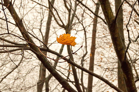 Blatt, Pflanze, Baum, Baumstamm, Ahorn, Herbst, Blätter, Bäume, Natur, fallen, Orange, Ahornblatt, Boden, Eiche, blühen, Lilie, Blume, Teich Lilie, Licht, Fackel, blühende Pflanze, Ast, Gelb, Schönheit in der Natur, Zerbrechlichkeit, Wachstum, keine Leute, Verletzlichkeit, kahler Baum, Frische, Tag, Fokus auf den Vordergrund, draußen, Himmel, Nahansicht, selektiver Fokus, Frühling, Blütenkopf, 5K, CC0, gemeinfrei, lizenzfrei