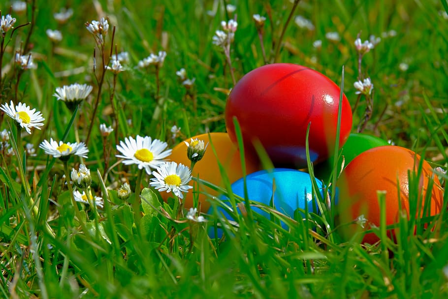 Pasqua, ous de Pasqua, colorit, de colors, ou, primavera, menjar, ous de pollastre, prat, flors silvestres, naturalesa, producte de pollastre, margarida, assolellat, planta, celebració, ou de Pasqua, herba, flor, planta amb flors, color verd, camp, festa, terra, vacances - esdeveniment, dia, cap gent, multicolor, a l'aire lliure, cap de flor, 5K