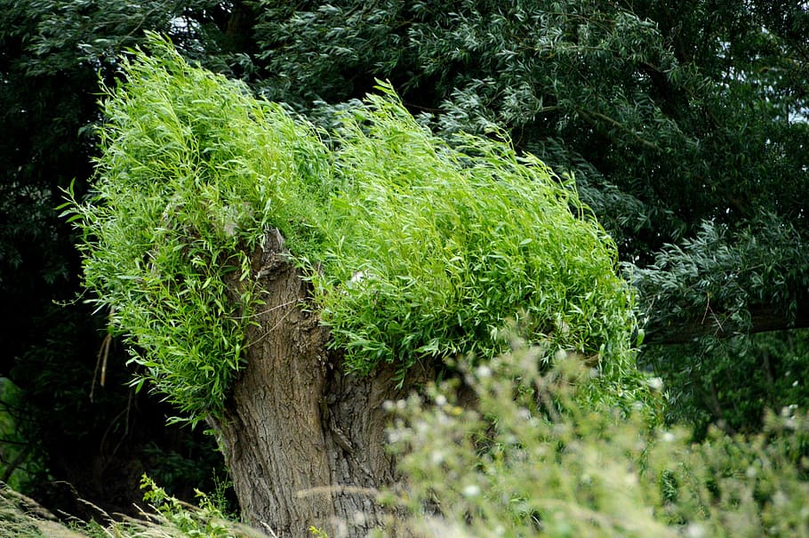 natur, træ, pil, forår, blade, sommer, grøn, Mark, miljø, grøn farve, plante, vækst, ingen mennesker, skønhed i naturen, jord, mos, dag, Skov, udendørs, frodig løv, løv, plante del, ro, friskhed, blad, selektiv fokusering, regnskov, 2K