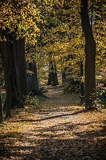 camino, sombreado, arboles, ligero, estado animico, iluminación, otoño, árbol, planta, naturaleza, crecimiento, hoja, cambio, tronco de arbol, tierra, parte de la planta, el maletero, bosque, tranquilidad, día, al aire libre, belleza en la naturaleza, nadie, que cae, luz del sol, sendero, hojas, treelined, colección de otoño, 5K, CC0, dominio público, libre de derechos