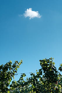 grønbladet træ, plante, Schweiz, udendørs, natur, Russisk, flare, lys, sollys, træ, himmel, vin, landskabet, Sky, vingård, sommer, vegetation, arkitektur, bygning, tårn, silhuet, vækst, lav vinkel visning, skønhed i naturen, blå, ingen mennesker, ro, dag, sky - himmel, grøn farve, scenics - natur, rolig scene, kopiere plads, blad, 5K, CC0, offentligt domæne, royaltyfrie